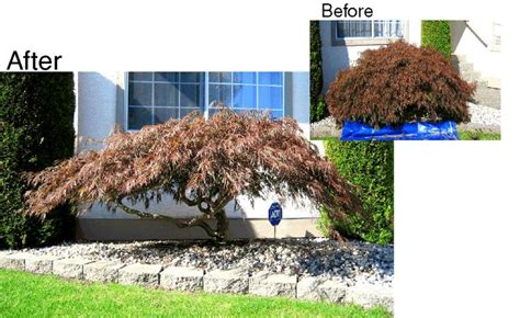 Nice Before and After shots | Pruning japanese maples, Japanese tree ...