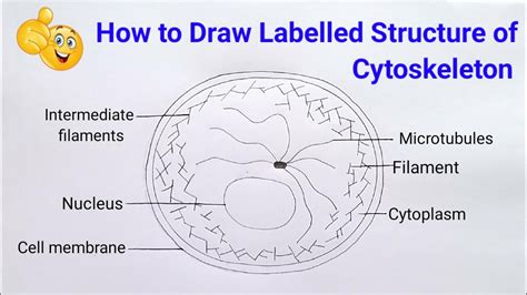 how to draw structure of cytoskeleton step by step in easy way ...