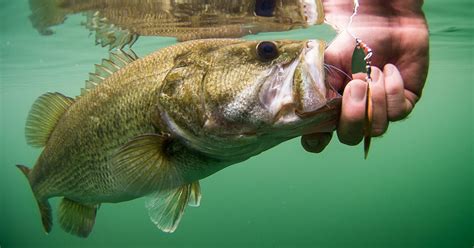 Should You Fish for Spawning Bass? Conflicting Philosophies and ...