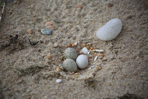 Piping plover eggs in nest at Ninigret National Wildlife R… | Flickr