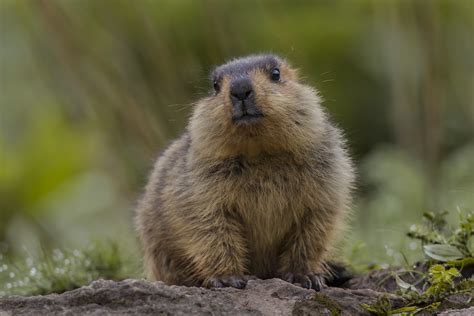 Baby Himalayan Marmot - Marmota himalayana | We saw these an… | Flickr