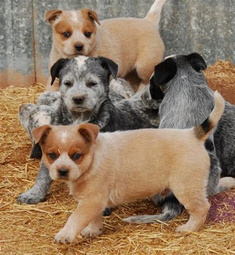 Blue & Red Heeler - Australian Cattle Dog - Renowned for their ...