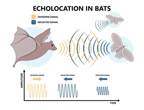 Are Bats Blind?