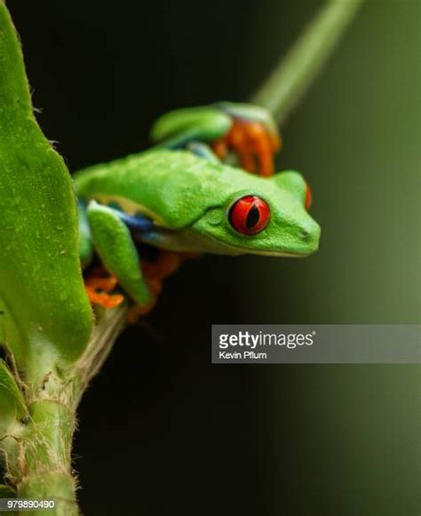 468 Green Tree Frog Habitat Stock Photos, High-Res Pictures, and Images ...