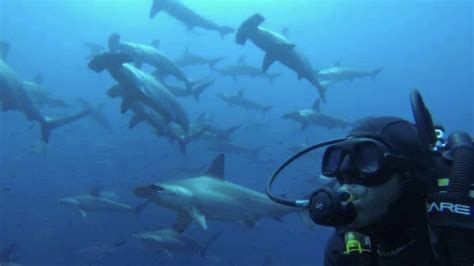 Galapagos Scuba Diving - Explorer Ventures Fleet®