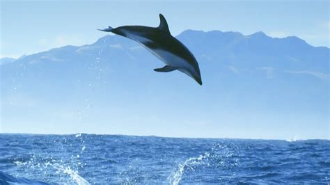 Diving With Dolphins - Joy Mindful Escapes BBC Earth