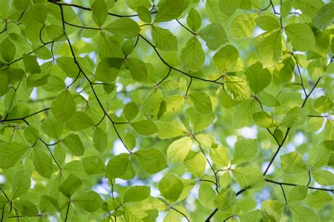 Climate Change: Why the Beech Tree Boom is Bad for Cool Forests