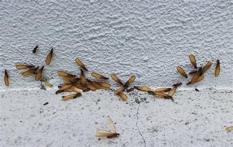 8 Signs How To Tell If You Have Termites In Your Walls