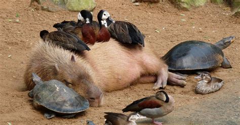 Why Do Animals Like Capybaras So Much? (38 Pics) | Bored Panda