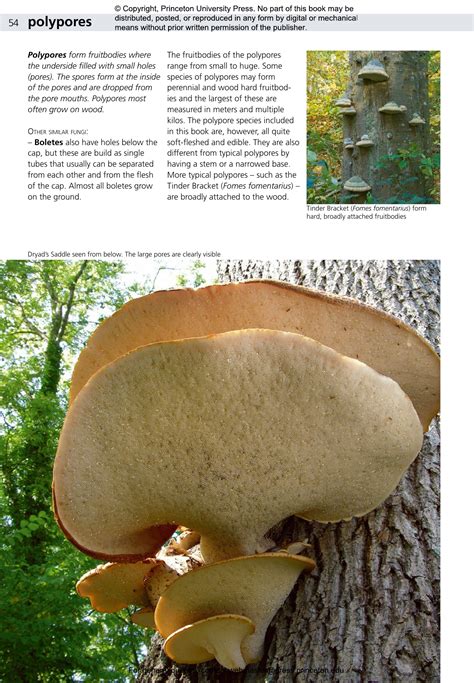 Edible Fungi of Britain and Northern Europe | Princeton University Press