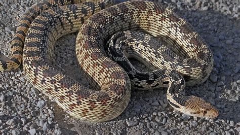 Ask an Expert - Slithering Snakes Spotted in Parks and Lawns