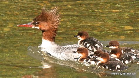 Hoosic River Host to Mother Merganser and Ducklings / iBerkshires.com ...