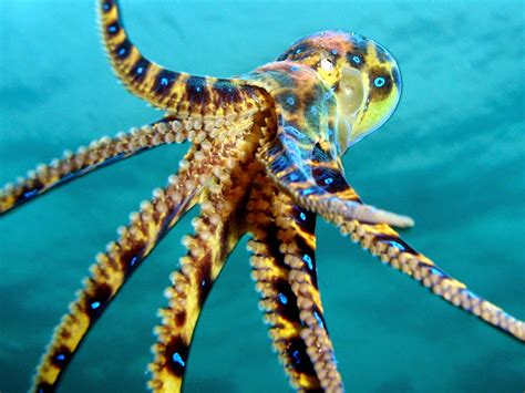 WALPEPAR: Blue Ringed Octopus