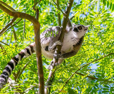 Ring Tailed Lemur Habitat