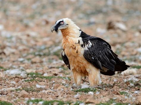 10 uccelli in via di estinzione per colpa dell'uomo - I Miei Animali