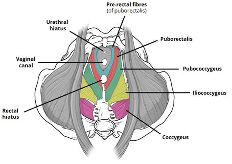 Coccygeus - Actions - Attachments - TeachMeAnatomy