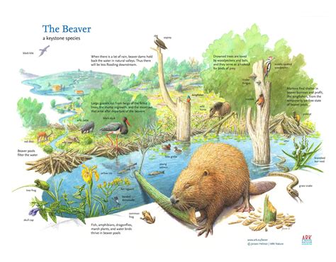 Wilder nature | Rewilding Europe | Illustratie dieren, Bevers, Dieren ...