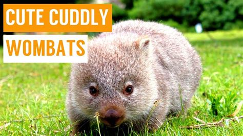 Cuddly Baby Wombat Compilation - YouTube