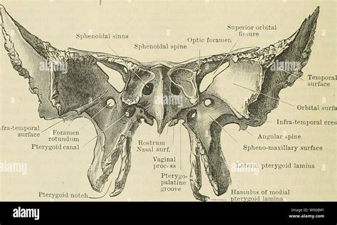 Pterygoid process hi-res stock photography and images - Alamy