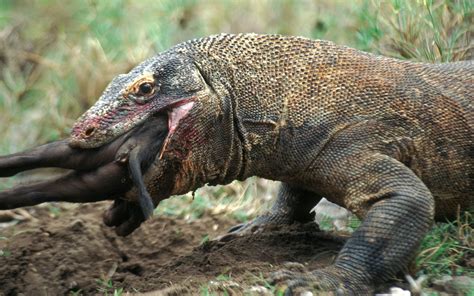 Komodo Dragon Swallowing A Monkey Whole Is Giving Everyone Nightmares