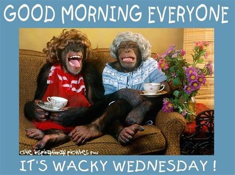 Good Morning Everyone, Its Wacky Wednesday Pictures, Photos, and Images ...