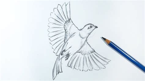 How To Draw A Realistic Bird Flying Step By Step