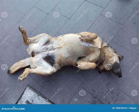 Sweet Public Dog Sleeping Funny Style Stock Photo - Image of public ...