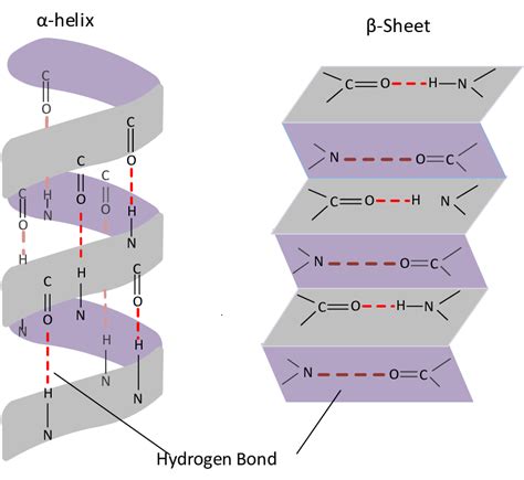 1. Secondary structure of protein, α-helix and β-pleated sheet [118 ...