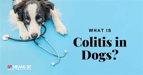 What is Colitis in Dogs? | Sit Means Sit - Massachusetts