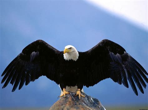 Free Eagles Wallpapers - Wallpaper Cave