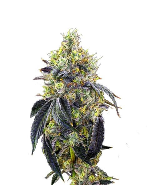 Fatso Strain Feminized Cannabis Seeds | Rocket Seeds