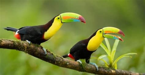 Keel-Billed Toucan - A-Z Animals