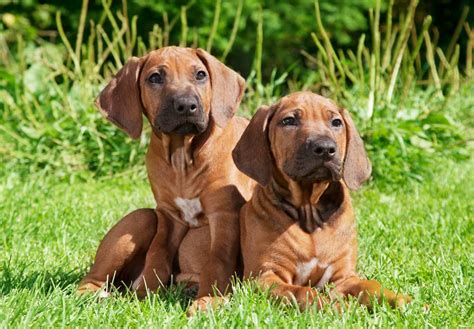 Rhodesian Ridgeback - Temperament, Lifespan, Shedding, Puppy