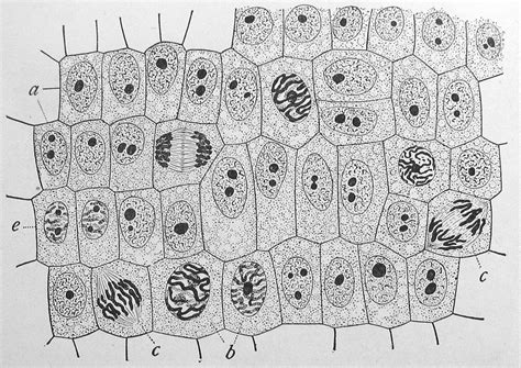 Mitosis Microscope