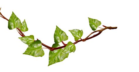 IVY | HMT - ClipArt Best - ClipArt Best