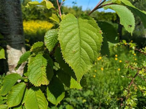 How to Identify a Wild Cherry Tree (Prunus avium)