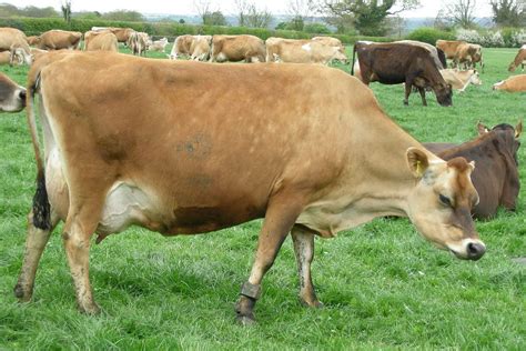 Jersey cattle - Wikipedia | Jersey cattle, Dairy cattle, Dairy cow breeds