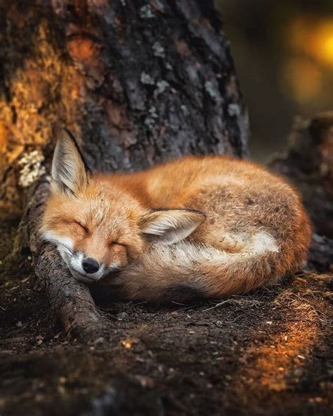 Foxes curl up so beautifully neatly. Totally adorable. - 9GAG Nature ...