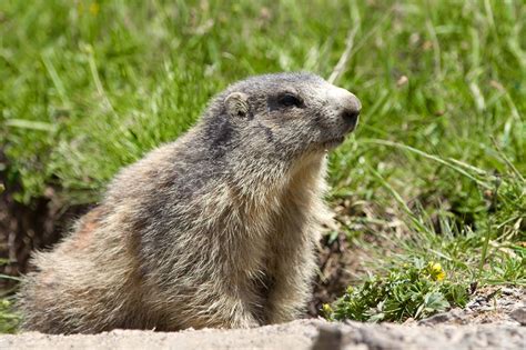 Groundhog : The Groundhog Our Underground Architect Wildlife Rescue ...