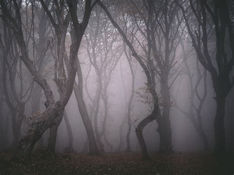 Hoia Baciu travel guide: Inside the creepiest forest in Transylvania ...