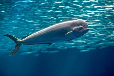 Dolphinfish | Animals | Monterey Bay Aquarium