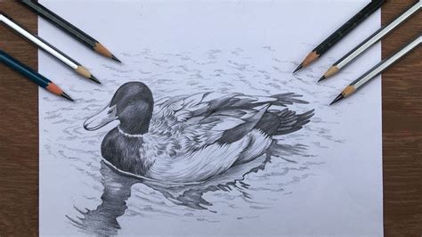 Duckling Drawings