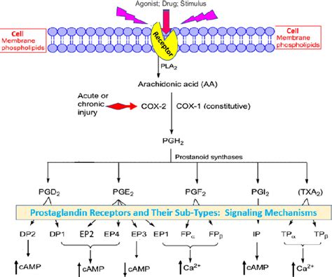 The generation of various prostanoids and their receptor activation ...