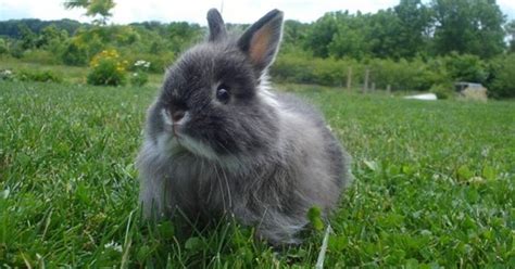 Jersey Wooly Rabbit Breed Information and Pictures - PetGuide.com ...