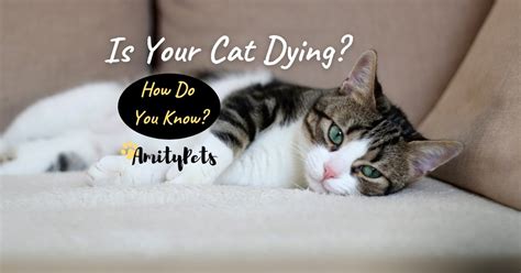 How Do You Know if Your Cat is Dying? [what are the signs when a cat is ...