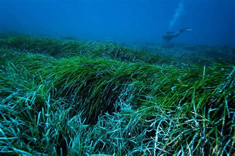 Lush meadows of underwater seagrass are removing plastic from the sea ...