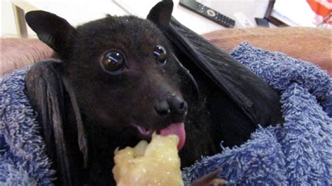 Humphrey the bat eats a banana - YouTube