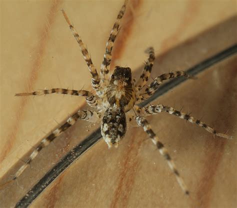 Small wolf spider with banded legs? - Pardosa - BugGuide.Net