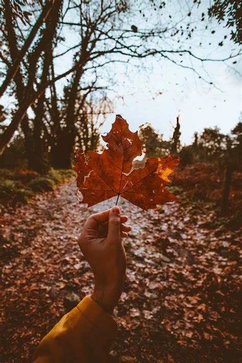 Photography of Trees in Forest · Free Stock Photo