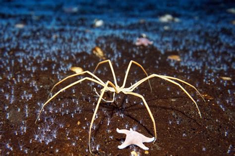 How Giant Sea Spiders May Survive in Warming Oceans - The New York Times